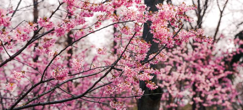 南京玄武湖Ascott雅诗阁公寓酒店图片