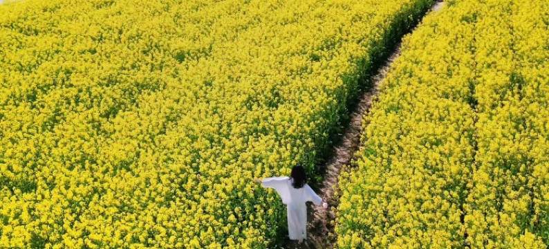 黄山澍德堂•黟县交叉小径的花园图片