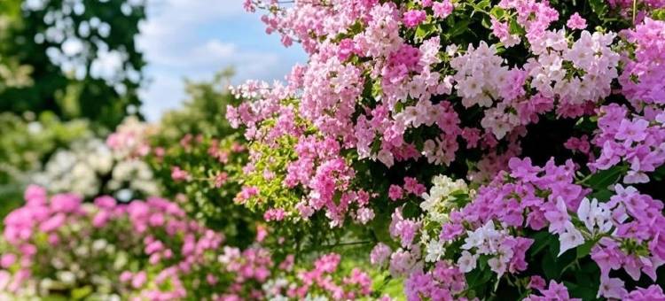 Q加·金芒果客栈(西双版纳景洪告庄西双景星光夜市店)图片