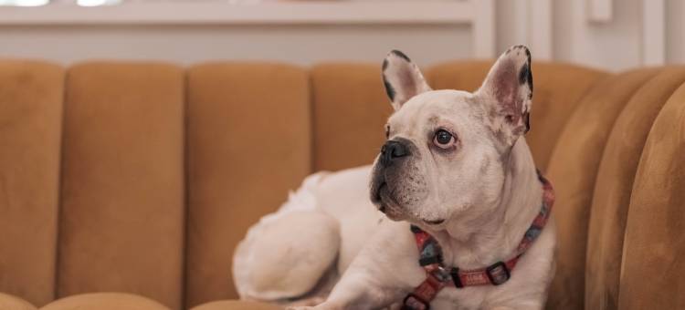 里斯本佩斯塔纳复古(Pestana Lisboa Vintage)图片