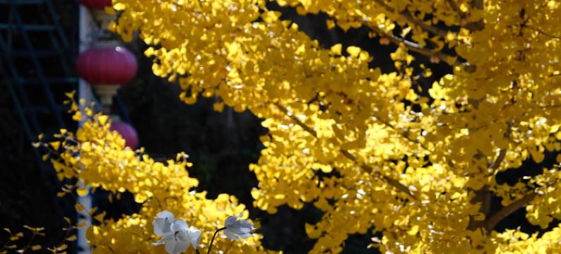 悦里·长城景观民宿(八达岭店)图片