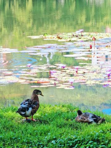 广州汇华希尔顿逸林酒店图片