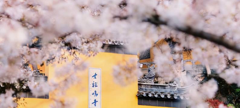 南京金茂威斯汀大酒店图片