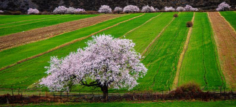 果然桃里酒店(林芝波密店)图片