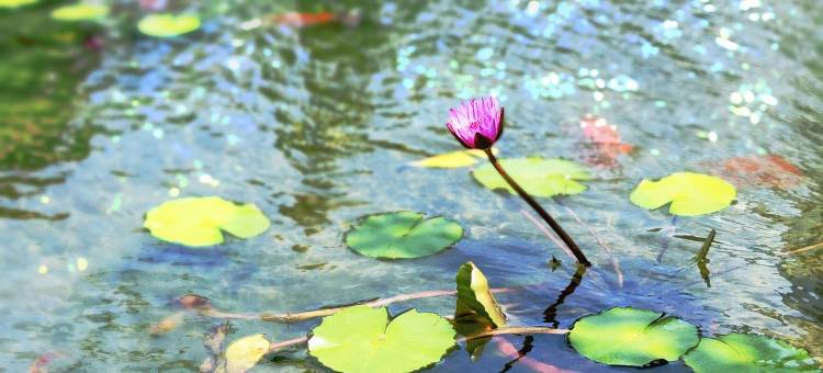 花筑·梵星花园民宿(佛山顺德华侨城欢乐海岸Plus店)图片