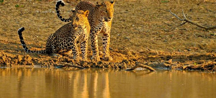 辛纳蒙亚拉野生动物酒店(Cinnamon Wild Yala)图片