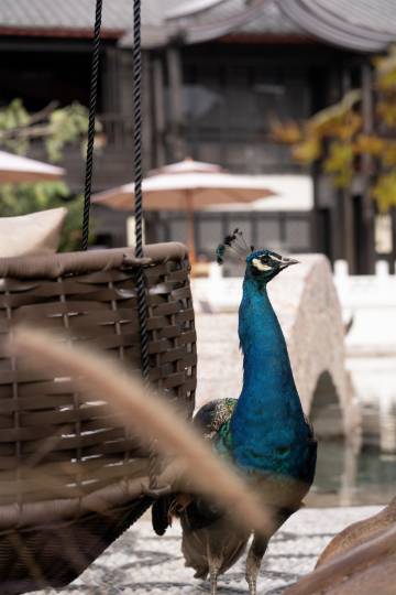 柏乐朗·PARALLOGE大研心林雪山悬崖泳池酒店(丽江古城南门木府店)图片