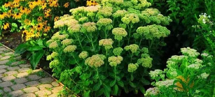 环县博雅酒店图片