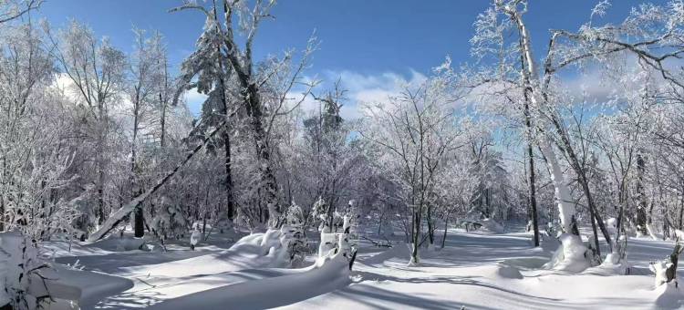 雪谷雪谣居客栈(中国雪谷风景区店)图片