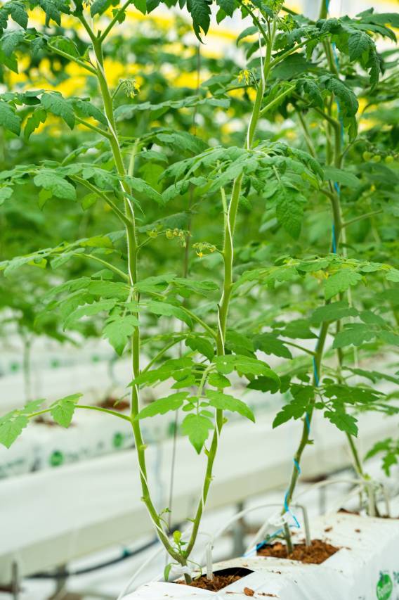 河源春沐·禾悦庄温泉酒店图片