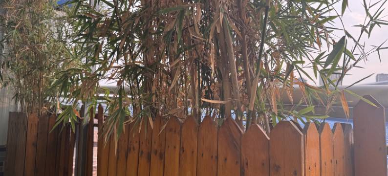 宜家·Homey Nest·筑梦客栈(洛邑古城店)图片