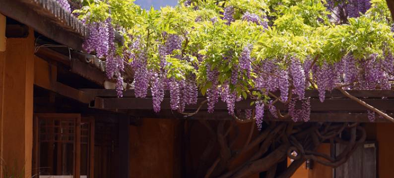 大理沙溪吾栖民宿图片