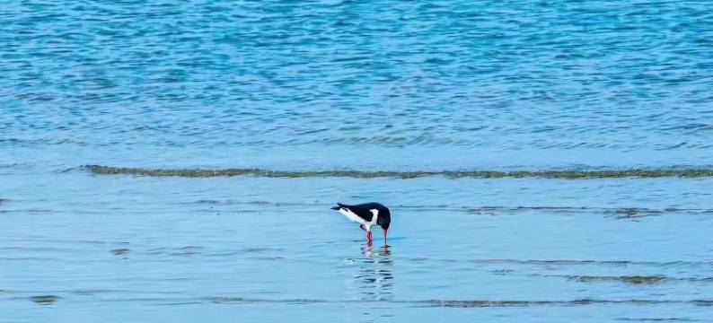 东戴河御景龙湾海天一色海景公寓图片
