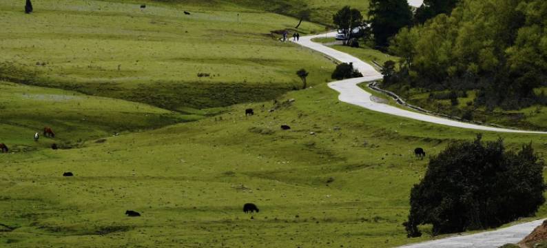林芝·鲁朗丨Natural oxygen bar财鹿庄园(鲁朗国际旅游小镇店)图片