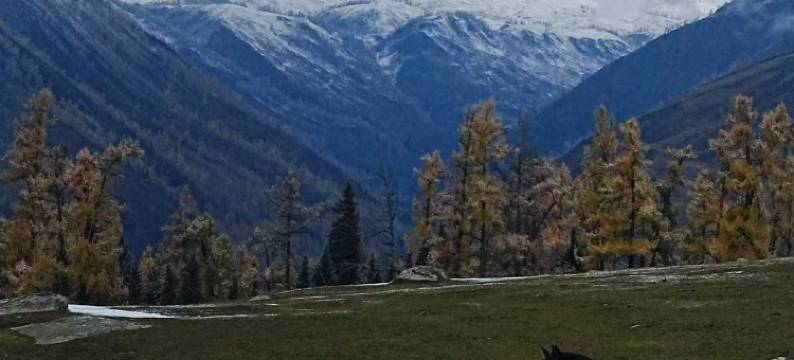 白哈巴野自在民宿图片