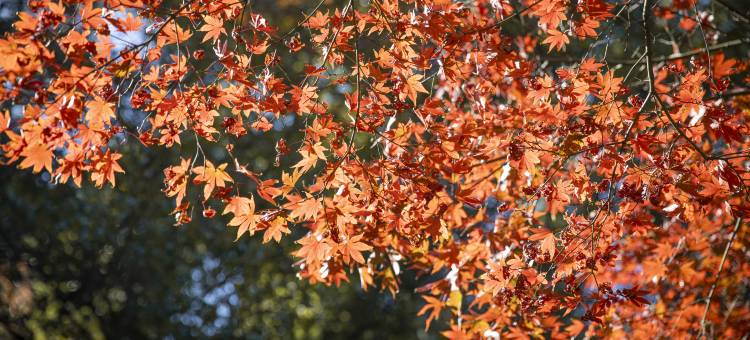 长沙梅溪湖万豪行政公寓酒店图片