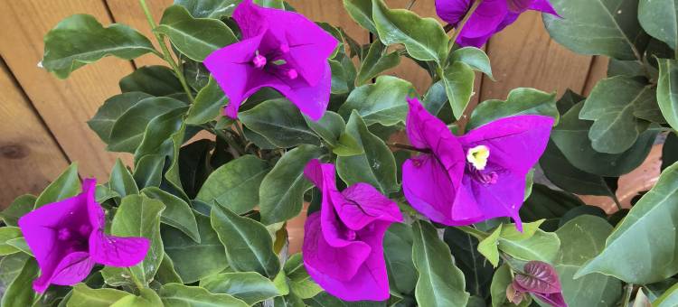 尼勒克县楠溪别院(尼勒克县文化中心店)图片