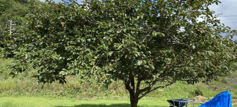 Kushimoto, Minpaqu "Azashi"图片