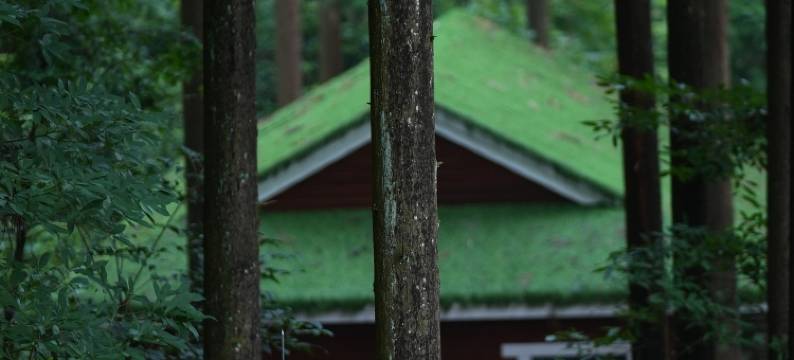 源山雅院·森林静逸民宿(雅安上里店)图片