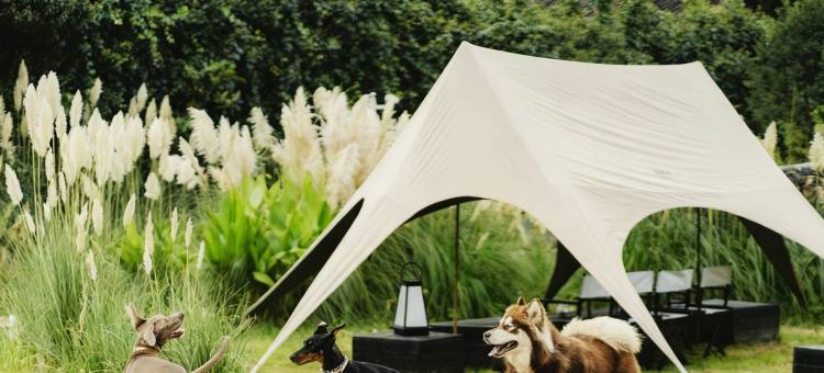 丽江瑞息·雪山樽|日照金山雪山全景MountianTrip度假汤池香氛酒店图片