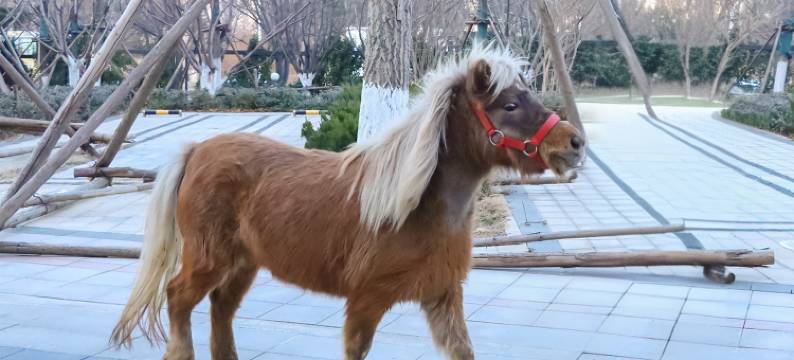 泰安泰岳温德姆酒店图片