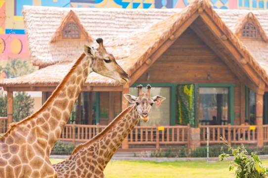 郑州银基冰雪酒店(动物王国店)图片