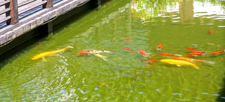 宋庭·国风文化民宿(慈城古县城景区店)图片