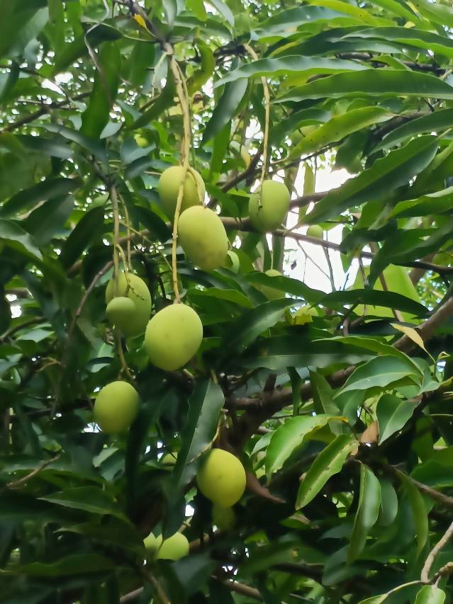 森林客栈(儋州植物园热科院海南大学店)图片