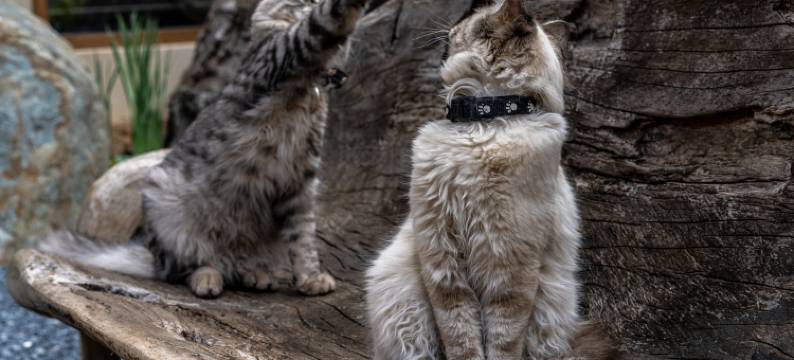 度岸·石光里有风设计师智慧美宿(大理沙溪古镇店)图片