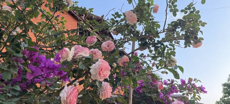 普者黑闲庭院湖景民宿图片