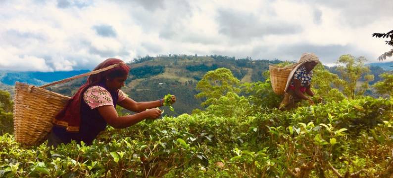 茶屋水疗度假村(Tea Cottage Resort & Spa)图片