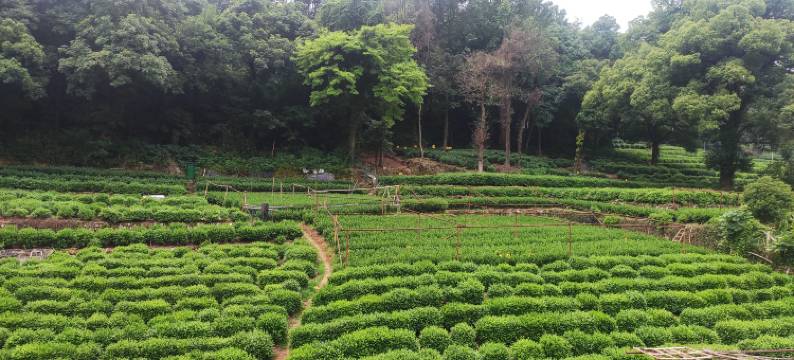茶·醒香山房图片