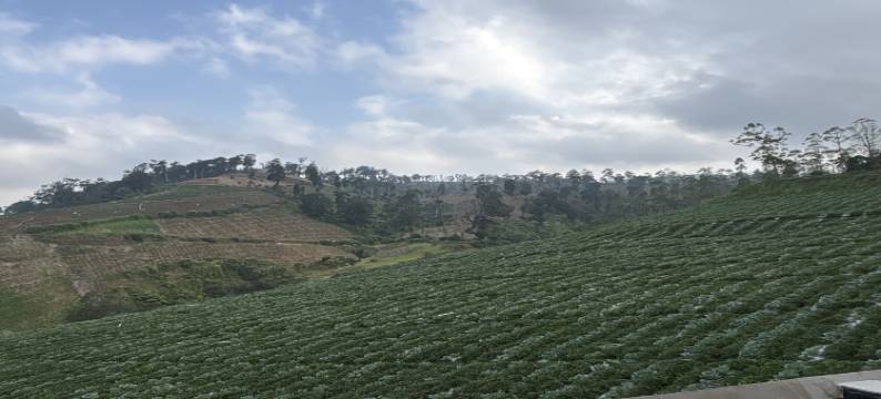 Puncak Darajat Highland图片