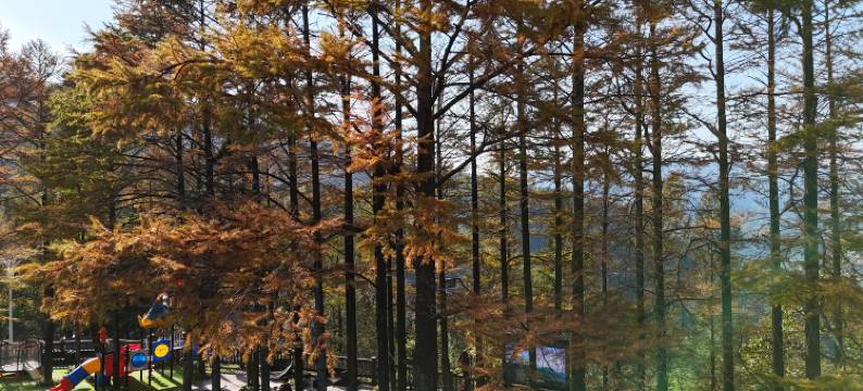 浙江莫干山庄(莫干山风景区店)图片