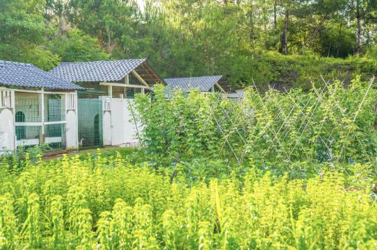 武夷山大红袍山庄(景区南入口店)图片