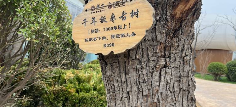 枣花主题民宿图片