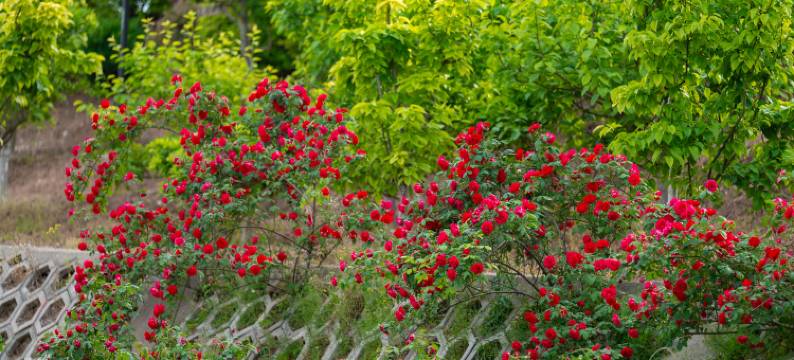 耕读小筑民宿图片