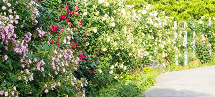 地球村度假区美墅木屋图片