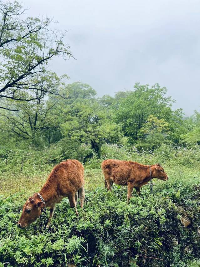 色龙村·隐栖堂世外桃源悬崖酒店图片