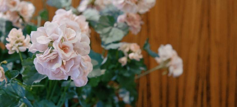 成都君临商务酒店图片