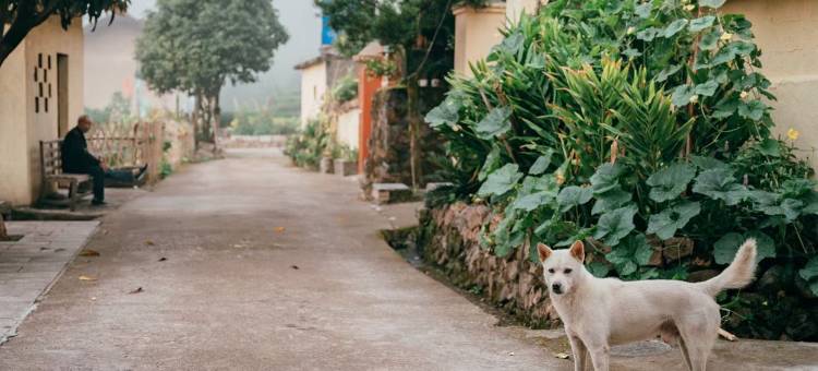 丽水遂昌乐领旗山侠隐庄园图片