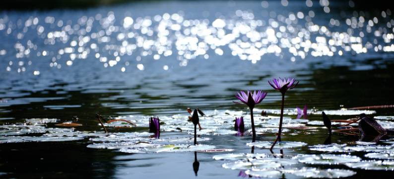 南宁荔园山庄图片