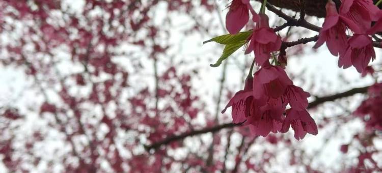 花筑·樱语民宿图片