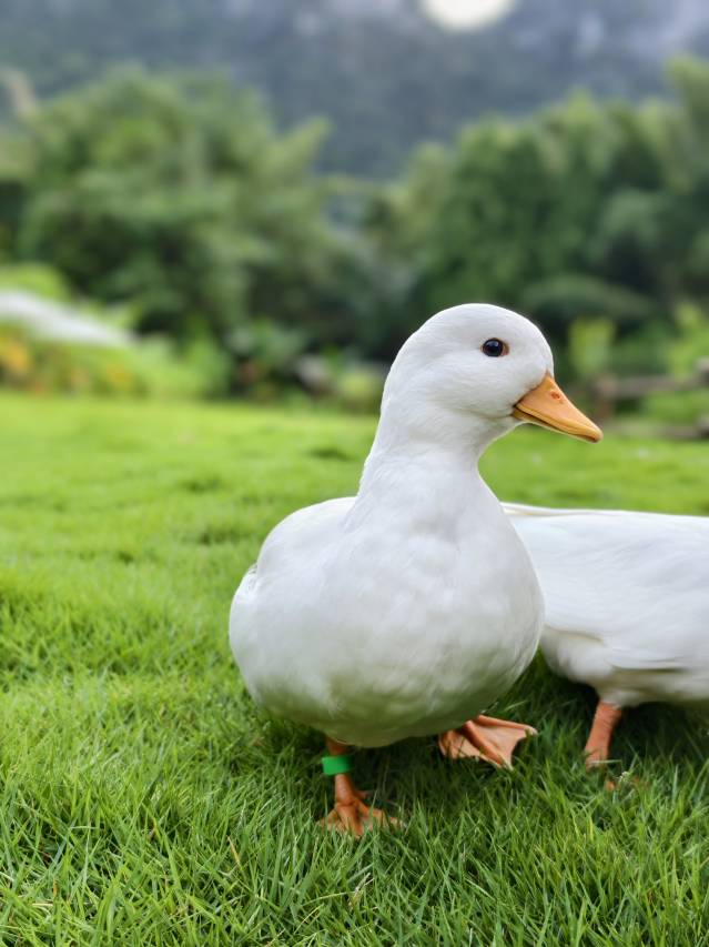 阳朔观岚酒店图片