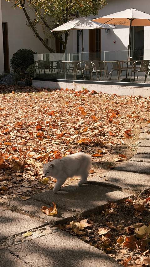 婺源篁岭·银杏谷民宿图片