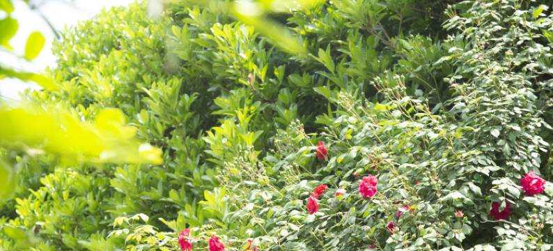 溧阳戴埠绿乡民宿图片