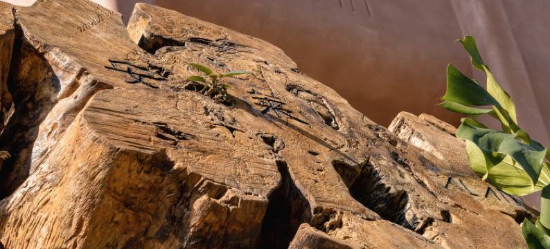 安莱雨林野奢酒店图片