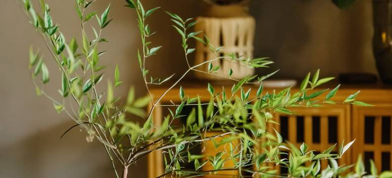 羡青山民宿(西湖青芝坞店)图片