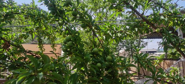 普者黑芃程雅居(情人桥店)图片