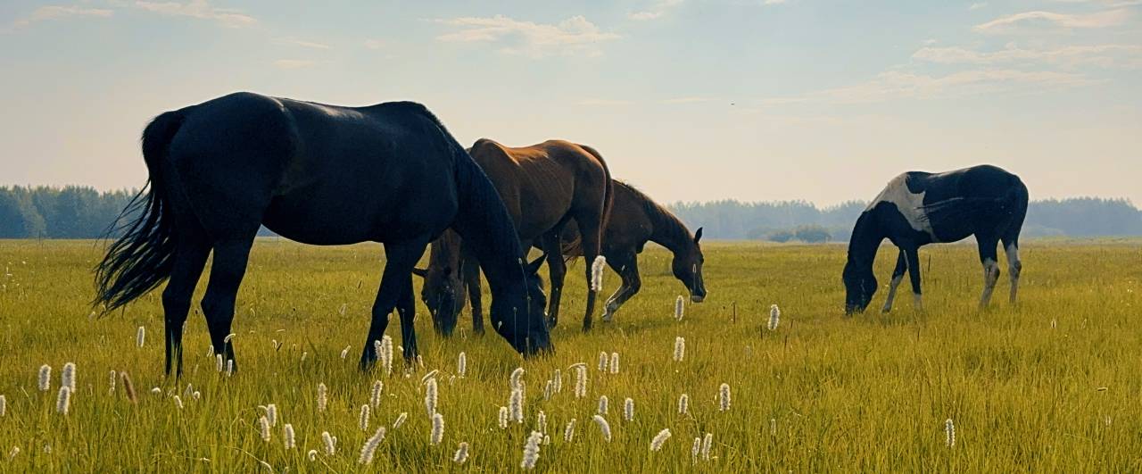 携程度假农庄(多伦浪骥牧场联营店)图片